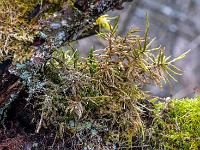 Lange Moosfäden in Astgabel